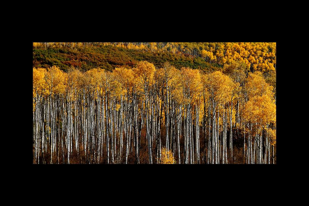 Trees Trees